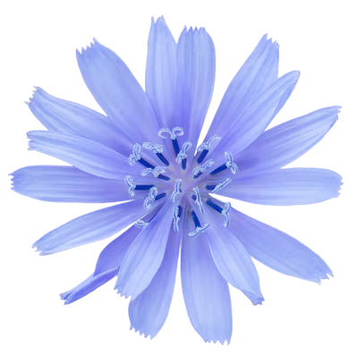 Chicory