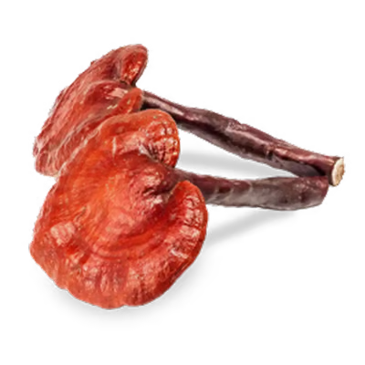 Reishi