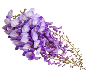 Glycine