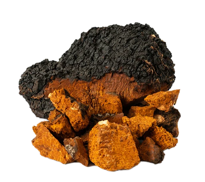 Chaga