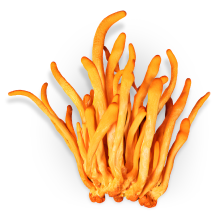 Kordyceps