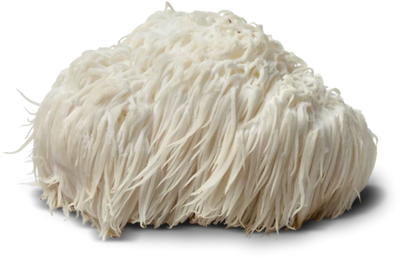 Lion's Mane